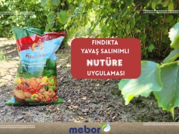 FINDIKTA NUTÜRE UYGULAMASI